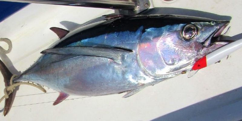 Catching a Nice Tuna